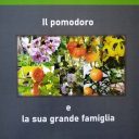 Il lato piccante della grande famiglia del pomodoro - Harborea